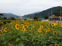 남상면, 활짝 핀 해바라기와 방문객 맞이 한창