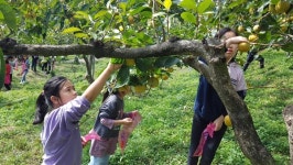 하동 묵계초， 가뫼골 휴양마을서 가을 현장체험학습