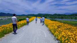 율지제 힐링로드 금계국 황금 물결 `눈길`