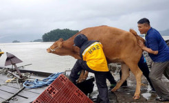 67㎞ 헤엄쳐 남해 무인도 도착 생존 본능 우공(牛公)