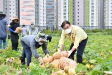 양산시， `호박경관단지`서 재배한 호박 나누기