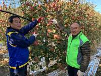 농협 양산시지부， 배내골 사과 농가 일손돕기
