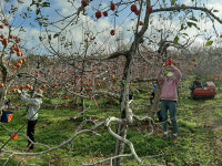 밀양시농업기술센터, 사과농장 일손돕기