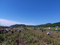 합천군 쌍백면사무소ㆍ농정과 직원, 농촌 일손돕기