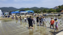 고성군농업기술센터， 풍년기원 손 모내기 체험 행사