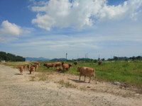 진해 무단 방목소떼 민가 출몰 `주민 피해`