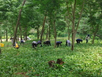 경남산림환경연구원， 큰별농원 임업인 일손 돕기