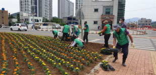 남해읍새마을부녀회， 2700본 메리골드 식재