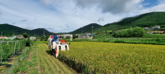 거제 둔덕면， 벼 첫 수확