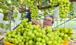 함양 포도하우스 `샤인머스켓` 수확