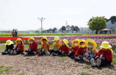  창녕 남지낙동강변 `유채꽃`, `전국 최대 규모` 느끼고 즐긴다