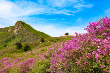 `산청황매산철쭉제` 10만여 명 다녀가