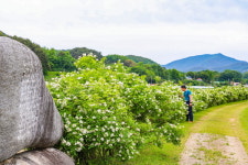 산청군， 찔레꽃 향기 가득한 차황 금포리 둑방길