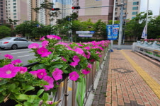창원 마산회원구 양덕2동， 율림교 일대 꽃길 조성