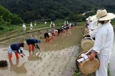 노동요 들으며 모내기 체험…농경문화 이해했어요