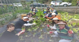 마산 현동행정복지센터， 묘촌마을 텃밭 수확