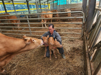 합천 세쌍둥이 어미소, 쌍둥이출산