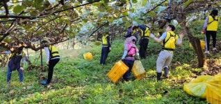 고성교육청 봉사동아리, 참다래 농장 수확