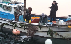 고성군, 동해면 해역에 대구 인공수정란 방류 실시