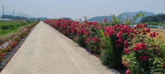 밀양 상남면 장미꽃길 명소의 향기