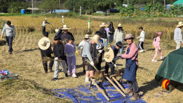 남해 미조면 학생들, 벼베기 체험활동