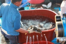 보령, 광어·도미·찰백이 제철