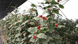 새콤달콤 산속산딸기 드셔보세요