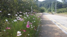아산 송악면 강당로, 코스모스 만발