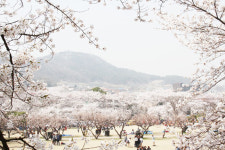 아산으로 지금 벚꽃구경 오세요