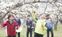 名品 천안배 생산 위한 일손돕기 구슬땀