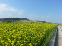 유채꽃 만발한 구드래로 놀러오세요