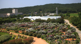 천리포수목원-마몽드, 무궁화 가든 개최