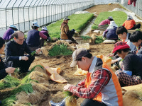 충남농협 봄달래 공선출하회 일손도와