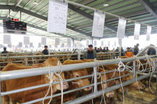 보령 한우 전자경매시장 운영 개시