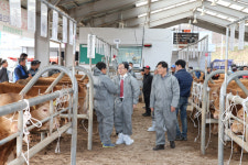이석화 청양군수 가축시장 방문 농민격려