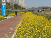 노랗게 물든 천안천, 함께 걸어요