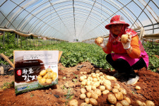 당진시 대표농산물해나루 황토감자 본격 수확