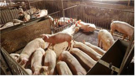아산시, 구제역 예방백신 접종 현장지도