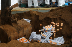 대전·충남서도 잇따라 살충제 계란 검출 충격