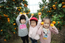 귤 따기 체험 당진에서 하세요!