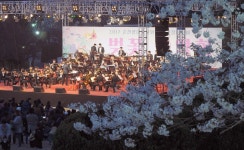 순천향대, 건학40주년기념 제2회 벚꽃음악회 개최