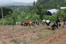 부여군, 옥산면 농가찾아 고사리 채취 도와