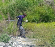 보령시, 남대천로~죽정교 유충구제 사업
