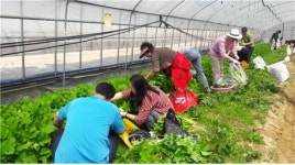 세종시, 생애주기 맞춤형 가족농장 프로그램 호응