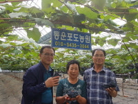 보령시 남포면 사현포도, 첫 수확
