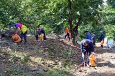 공주시의회, 알밤 줍기 자원봉사 참여