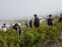 부여군 남면, 영농철 일손돕기 총력