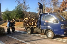 세종시, 멀쩡한 가로수 왜 베어버리나?