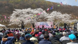 부여군 내산면 한마음 벚꽃축제 성료