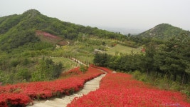 아산 영인산으로 봄나들이 오세요